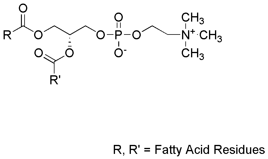 L-α-Lysophosphatidylcholine (from bovine brain)