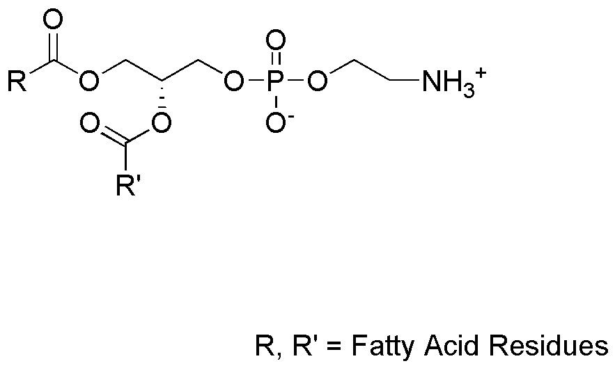 L-α-lisofosfatidiletanolamina (de cerebro bovino)