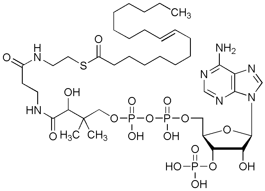 Oleoyl coenzyme A