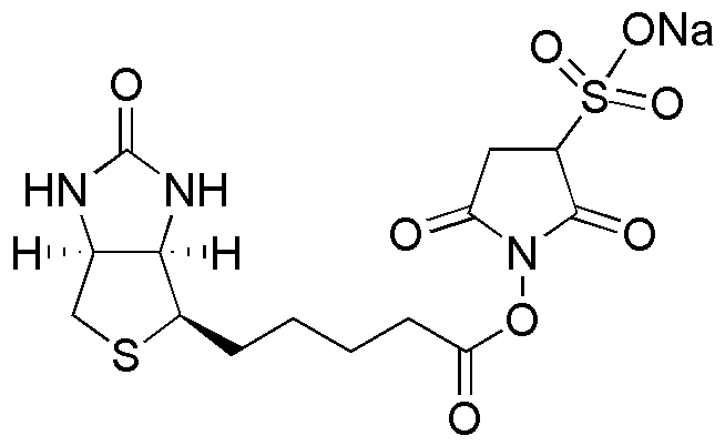 Biotin 3-sulfo-N-hydroxysuccinimide ester sodium salt