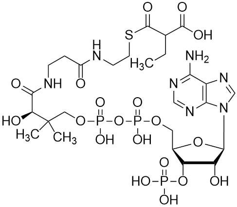 Ethylmalonyl coenzyme A, Free acid