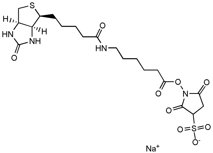 Biotinamidohexanoic acid 3-sulfo-N-hydroxysuccinimide ester sodium salt