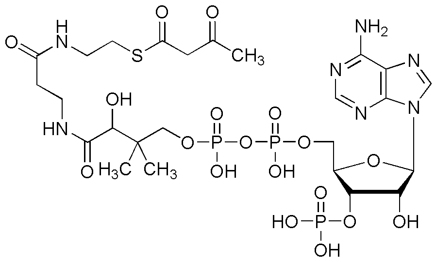 Acetoacetyl coenzyme A
