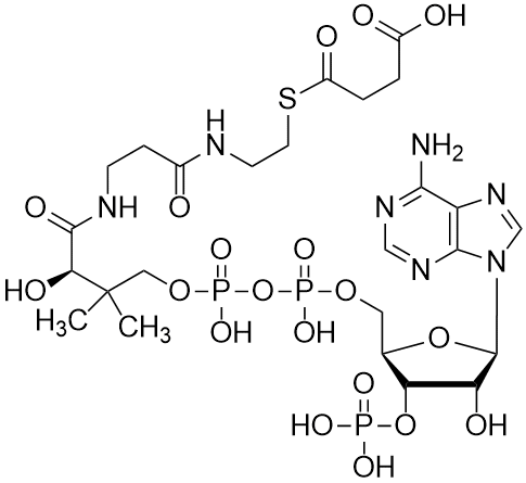 Succinyl coenzyme A, Free acid