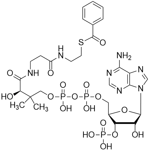Benzoyl coenzyme A, Free acid