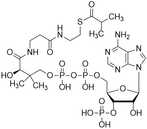 Isobutyryl coenzyme A, Free acid